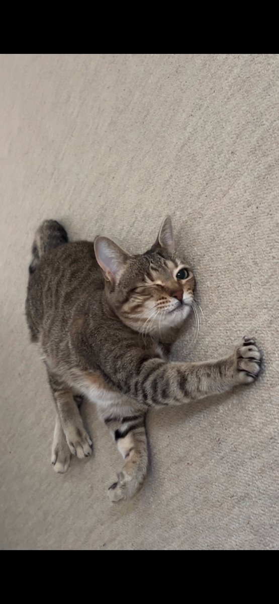 luvcqt_'s tweet photo. @crow_1122 ねこでしょ😼 https://t.co/OA1YvgjTwT