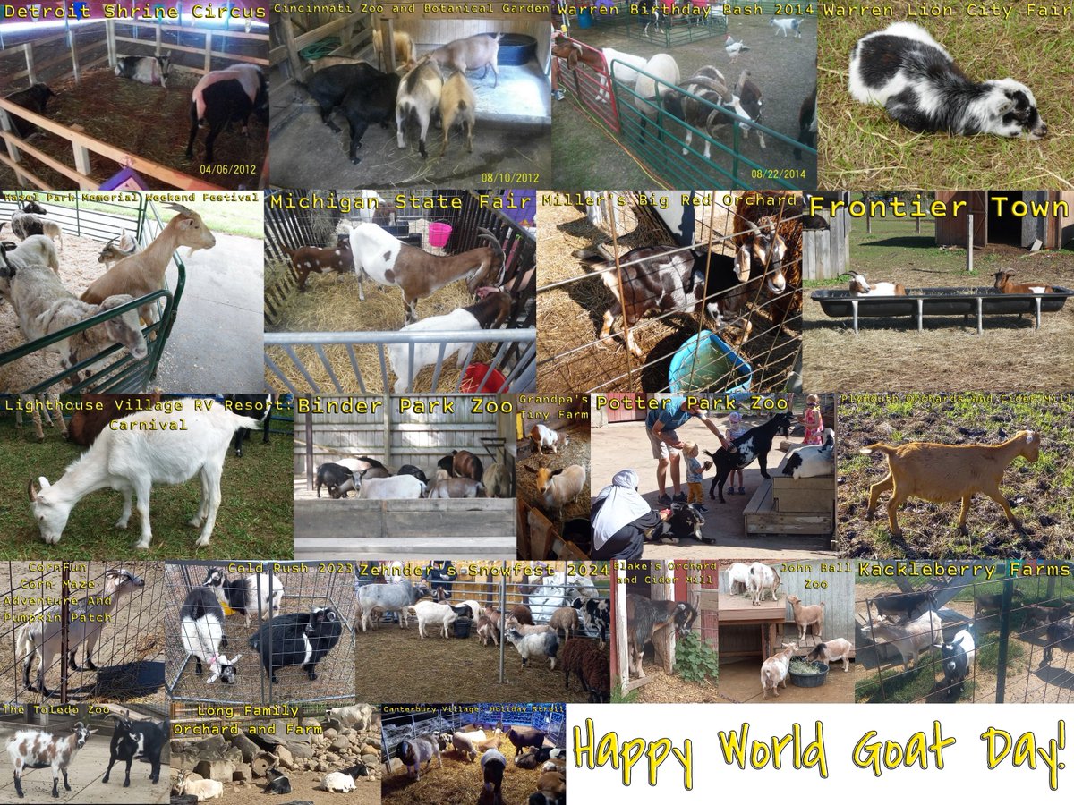 MichaelRyanMoss's tweet photo. Happy World Goat Day, peeps! #HappyWorldGoatDay #goats https://t.co/US0wOUVLtq