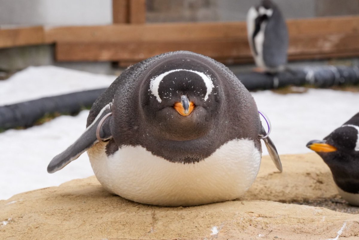 haru3131sui's tweet photo. 眠くて丸くなるジェンツー🐧

#那須どうぶつ王国
📷2026.02 https://t.co/3q4KOyY5Mg