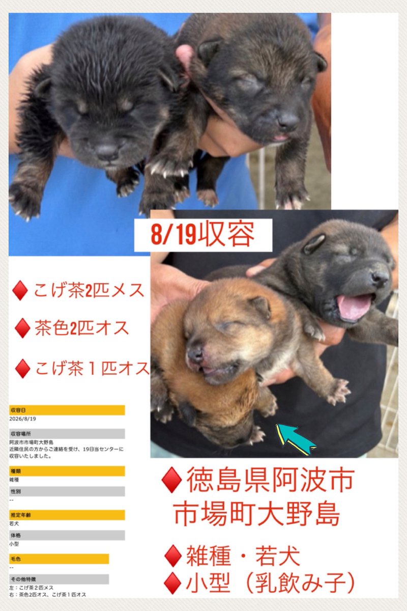 Rubylov65969168's tweet photo. 🆘徳島県動物愛護管理センター🆘

【拡散希望】またですか…お願いだから命を捨てないでください‼️‼️

まだ目も開いていない 母犬のお乳が必要な赤ちゃんたちが徳島県動物愛護管理センターに収容されました‼️

自分で生きて行く事も出来ない
こんな小さな子たちを放置するなんて
あまりにも残酷です‼️
怒りと悲しさで胸が押し潰されそうです

今この瞬間もこの子たちの命のタイムリミットは迫っています

この子たちには罪はありません
生きて 愛される権利があります‼️

どうか一人でも多くの方の目に留まるように拡散のご協力をお願いします🙇‍♀️

https://t.co/bqCFv4X13q
