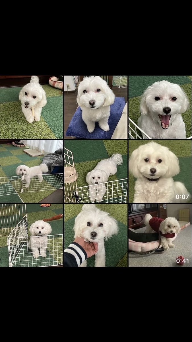 lwHCOpNdJf82691's tweet photo. ふらっと入ったペットショップ。

あまりにも貧相な犬がいた。
抱っこしたら嬉しくておしっこ漏らしたから、まあこの子は我が家に来たいのかも。

と思い購入。

今ではまんまるのお肉たっぷりワンチャン🐶に成長しました。 https://t.co/VBltEhim1b