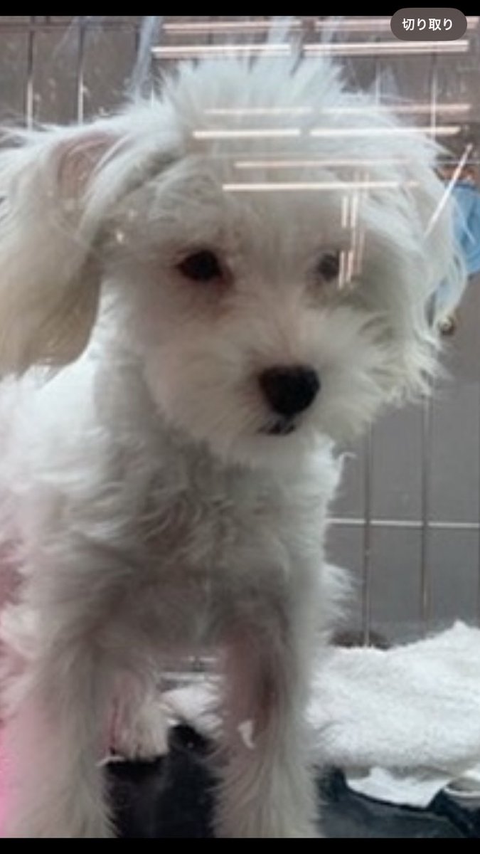 lwHCOpNdJf82691's tweet photo. ふらっと入ったペットショップ。

あまりにも貧相な犬がいた。
抱っこしたら嬉しくておしっこ漏らしたから、まあこの子は我が家に来たいのかも。

と思い購入。

今ではまんまるのお肉たっぷりワンチャン🐶に成長しました。 https://t.co/VBltEhim1b