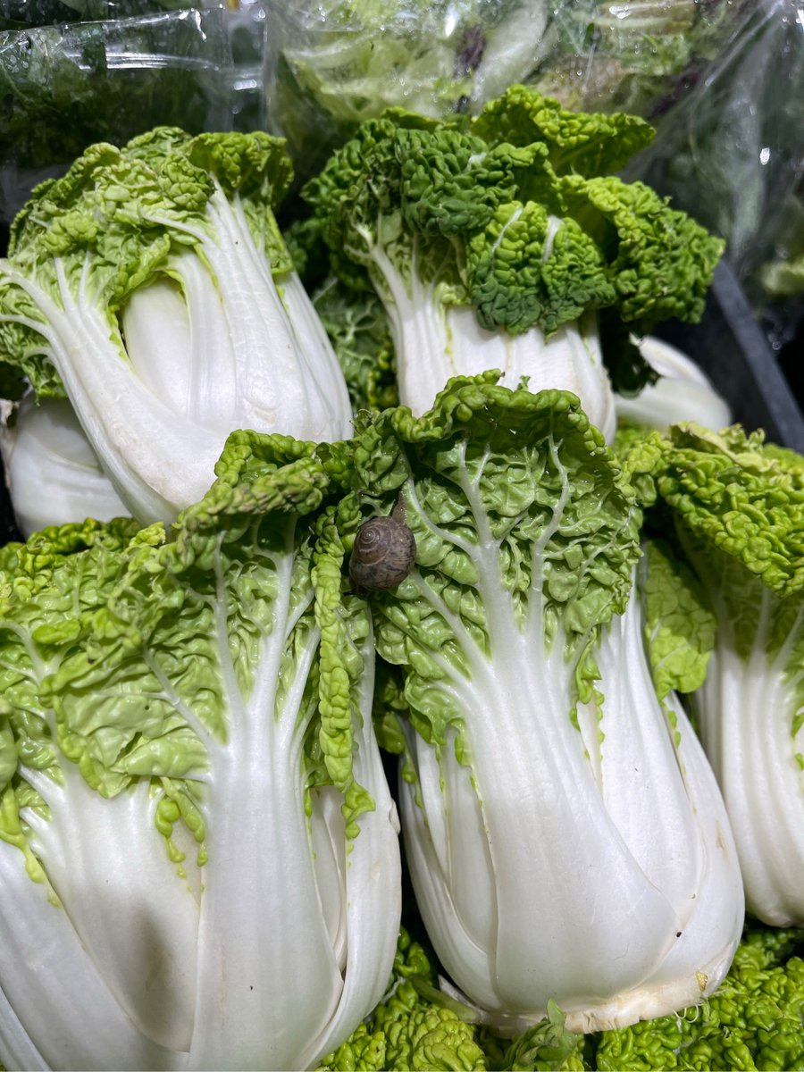 WeeEddie2's tweet photo. Just grabbed super fresh organic veggies, pasture-raised eggs u0026 whole-grain pasta from the local farmers' market – meal prep sorted for the whole week! https://t.co/p9utuIsYWp