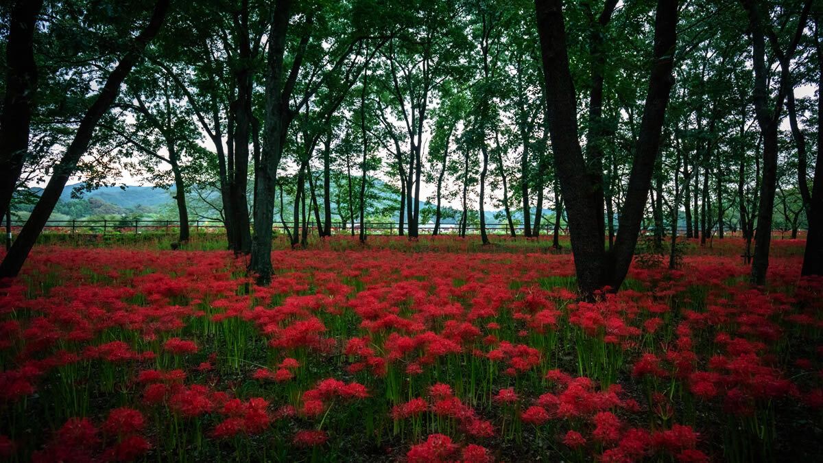event_checker's tweet photo. 500万本の彼岸花が咲き誇る

「巾着田曼珠沙華まつり」開催

見ごろになると辺り一面が真紅の世界に 
神秘的な光景が広がります

📅9/21(月祝)-10/6(火)
📍埼玉県日高市

→ https://t.co/D8UkVvz44p https://t.co/LMK1Sn7Nam