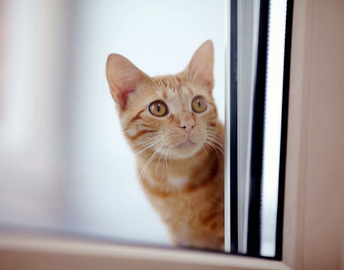 Haekangrrnr's tweet photo. 猫主子满1岁啦！从奶fufu的小奶猫蜕变成粘人精，日子因它软乎乎的陪伴更暖 #宠物成长记录 https://t.co/p4TnIC2Vwq