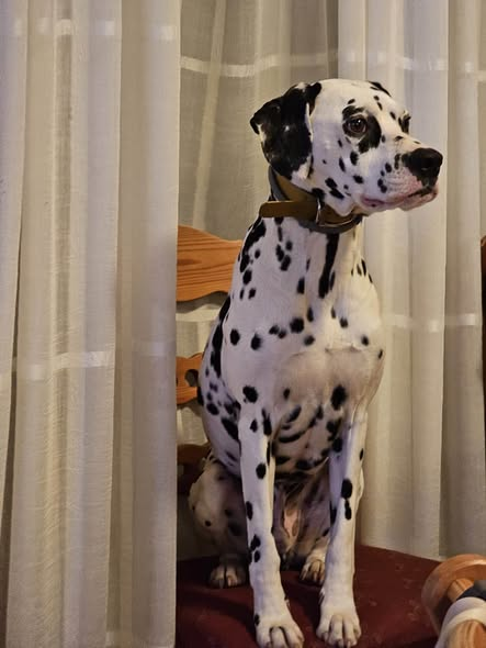 yolandaschultes's tweet photo. 55xxx Mainz
Hund auf Mysteriöse Weise gestorben/ getötet. Wer kann Hinweise geben
Kopie SOS Dalmatienerrettung
Happy, bitte um Hilfe
update 09.08.2026: Happy ist einen tragischen Tod wahrscheinlich um den 28.07.2026 gestorben.
Was ist passiert?
Sein Frauchen musste plötzlich ins Krankenhaus und so schnell konnten ihre drei Hunde nicht zusammen untergebracht werden. Happy kam in eine durch eine Hundetrainerin geführte Hundepension nach Mainz. Die Besitzerin, selbst Hundetrainerin, kannte sie aus einer Trainergruppe.
Auf Nachfrage der SOS bei der Pensionsbesitzerin und Trainerin ging es Happy, der nicht ganz einfach war, sehr gut. Er zeigte keine Probleme. Am Sonntag (02.08.) früh meldete sich die Trainerin bei Nicole und teilte ihr mit, dass Happy Samstagabend abgängig sei, die Leine wäre gerissen. Happys Besitzerin verließ umgehend die Klinik, um nach ihrem Hund zu suchen und bekam die Nachricht von einem Jäger, dass Happy tot auf einer Wiese notdürftig verbuddelt aufgefunden wurde, er allerdings schon seit ein paar Tagen tot war. Der Sonntag war voll ausgelastet, der Polizei erklärte die Pensionsinhaberin, der ihr anvertraute Hund wäre Dienstag entlaufen. Happy wurde in der Rechtsmedizin untersucht und aufgrund der starken Verwesung konnte eine genaue Todesursache nicht mehr festgestellt werden, wobei ein Unfall ausgeschlossen wurde.
Es gibt Hinweise das er ermordet wurde.
Uns geht der Fall sehr zu Herzen. Wir hoffen, Happys Besitzerin kann diesen Verlust verarbeiten.
Es wurden hier Fragen zur Besitzerin laut, diese Beiträge sich über die Besitzerin auszulassen haben hier keinen Platz und werden unverzüglich gelöscht.
Jemand, der dies liest und einen ähnlichen Fall in der Region Mainz/Wiesbaden kennt, wird gebeten, sich bei uns zu melden.
Nicole Breitholz
Tel. 02683 947676 oder 0173 2036055
info@sos-dalmatinerrettung.de