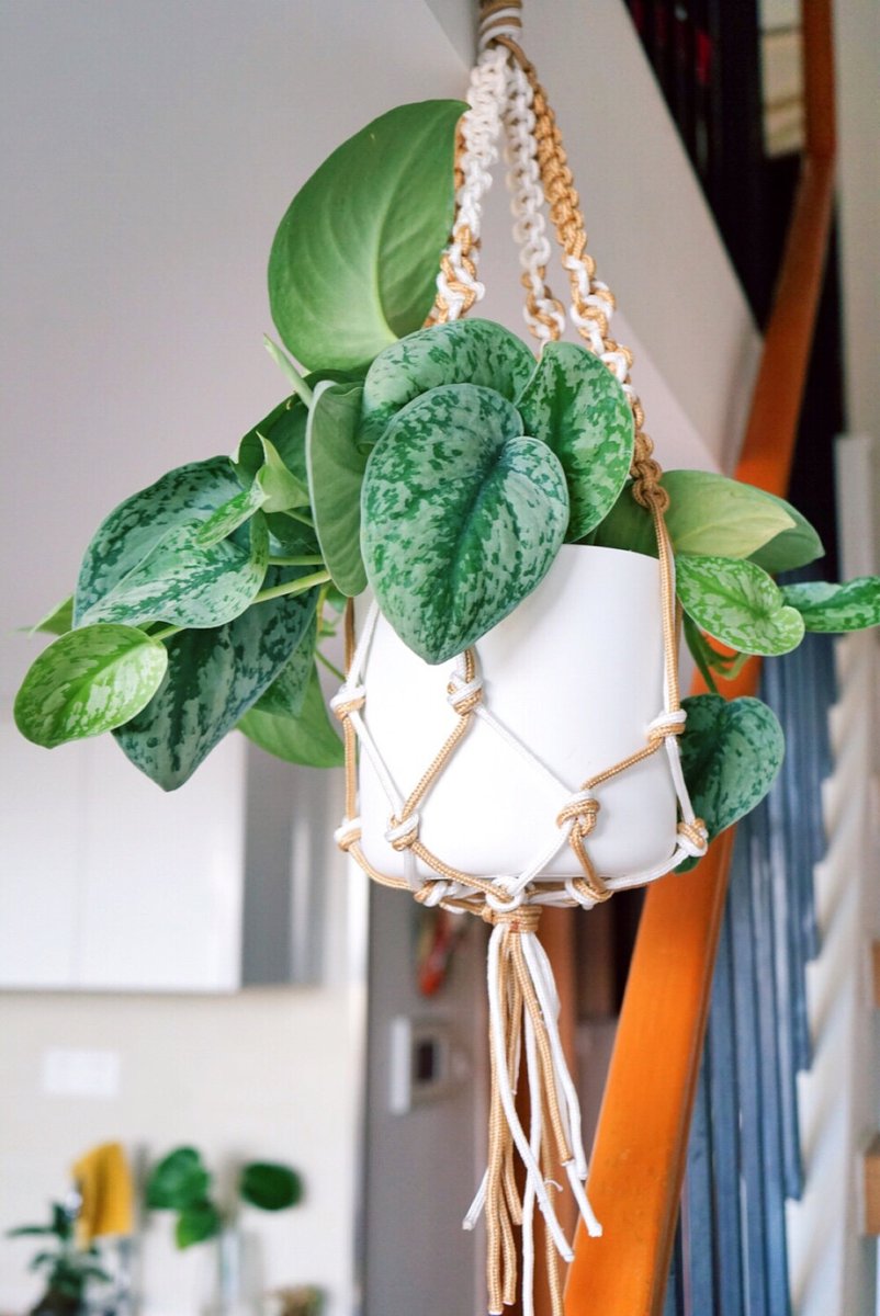 ZGpVrIVEBex6UCJ's tweet photo. Handmade macramé plant hanger done! Hang your pothos and add boho vibe to any corner  Super easy DIY for beginners!， https://t.co/pUNkv9c39I