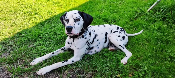 yolandaschultes's tweet photo. 55xxx Mainz
Hund auf Mysteriöse Weise gestorben/ getötet. Wer kann Hinweise geben
Kopie SOS Dalmatienerrettung
Happy, bitte um Hilfe
update 09.08.2026: Happy ist einen tragischen Tod wahrscheinlich um den 28.07.2026 gestorben.
Was ist passiert?
Sein Frauchen musste plötzlich ins Krankenhaus und so schnell konnten ihre drei Hunde nicht zusammen untergebracht werden. Happy kam in eine durch eine Hundetrainerin geführte Hundepension nach Mainz. Die Besitzerin, selbst Hundetrainerin, kannte sie aus einer Trainergruppe.
Auf Nachfrage der SOS bei der Pensionsbesitzerin und Trainerin ging es Happy, der nicht ganz einfach war, sehr gut. Er zeigte keine Probleme. Am Sonntag (02.08.) früh meldete sich die Trainerin bei Nicole und teilte ihr mit, dass Happy Samstagabend abgängig sei, die Leine wäre gerissen. Happys Besitzerin verließ umgehend die Klinik, um nach ihrem Hund zu suchen und bekam die Nachricht von einem Jäger, dass Happy tot auf einer Wiese notdürftig verbuddelt aufgefunden wurde, er allerdings schon seit ein paar Tagen tot war. Der Sonntag war voll ausgelastet, der Polizei erklärte die Pensionsinhaberin, der ihr anvertraute Hund wäre Dienstag entlaufen. Happy wurde in der Rechtsmedizin untersucht und aufgrund der starken Verwesung konnte eine genaue Todesursache nicht mehr festgestellt werden, wobei ein Unfall ausgeschlossen wurde.
Es gibt Hinweise das er ermordet wurde.
Uns geht der Fall sehr zu Herzen. Wir hoffen, Happys Besitzerin kann diesen Verlust verarbeiten.
Es wurden hier Fragen zur Besitzerin laut, diese Beiträge sich über die Besitzerin auszulassen haben hier keinen Platz und werden unverzüglich gelöscht.
Jemand, der dies liest und einen ähnlichen Fall in der Region Mainz/Wiesbaden kennt, wird gebeten, sich bei uns zu melden.
Nicole Breitholz
Tel. 02683 947676 oder 0173 2036055
info@sos-dalmatinerrettung.de