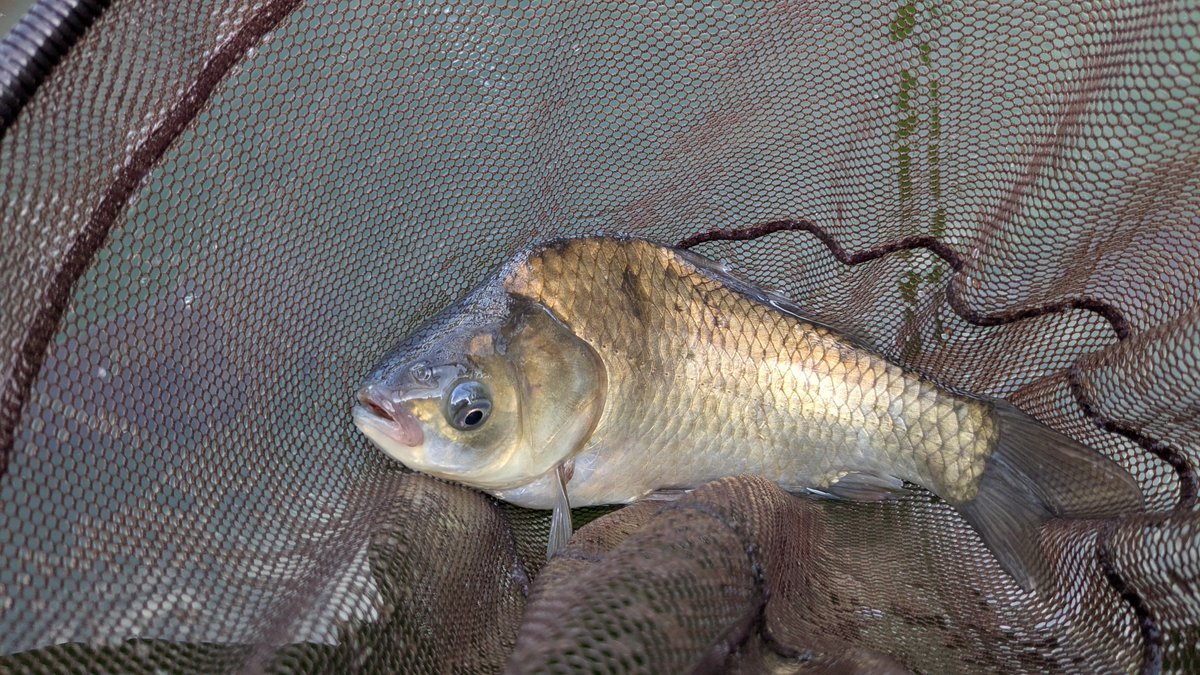 calpy97's tweet photo. 🐟🎣🐟🎣🐟🎣🐟🎣🐟🎣

久しぶりの厚木HC 

AM
8尺チョーチン両🍡🍡　30🐟
PM
11尺バランスの底　19🐟
視力が悪いので11尺が限界😓

それでも良き一日でした😀 https://t.co/PAa89xKpzT