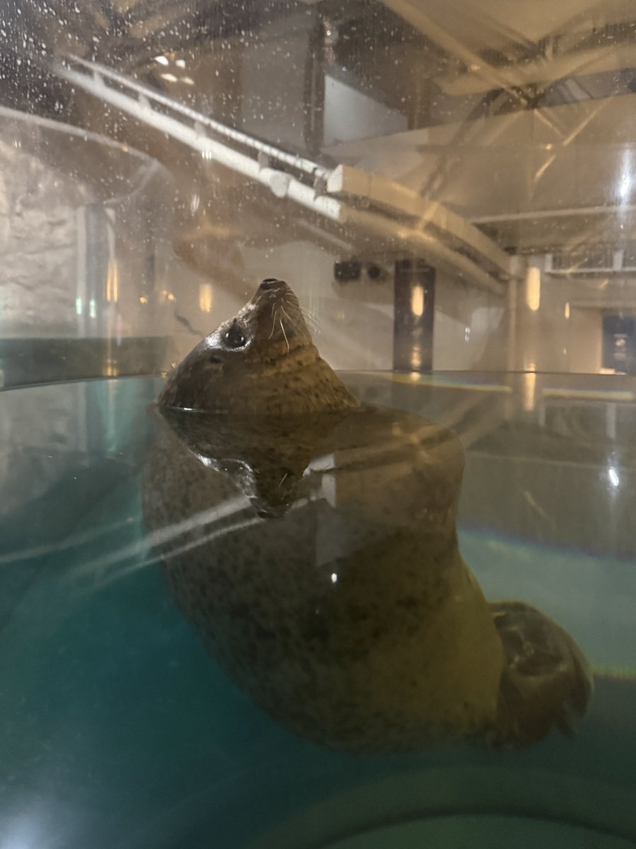 Kyoto_Aquarium's tweet photo. 🦭眠れない…？🦭 By たっちゃん

ひょんなことで「ヒカル」に後ろ足をかまれてしまった「シロ」。
ちょっと怖かったのか、夜眠れずに天を仰いでいました。
よく見ると後ろ足をくるんと丸めて守っています。
少し不憫で、でもとっても可愛いシロでした。

#京水アザラシいち推しの瞬間 https://t.co/wLdQ0Avs5R
