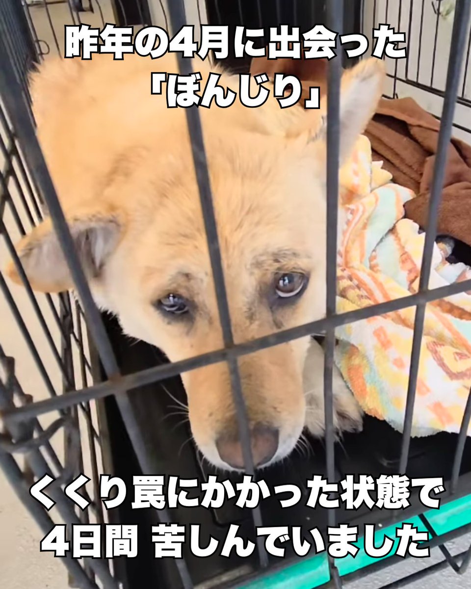 PeaceWankoJapan's tweet photo. 痛いよ、助けて．．．。苦しみ続けた4日間。(1/4)
#ピースワンコ #犬 https://t.co/A3pTObUP57