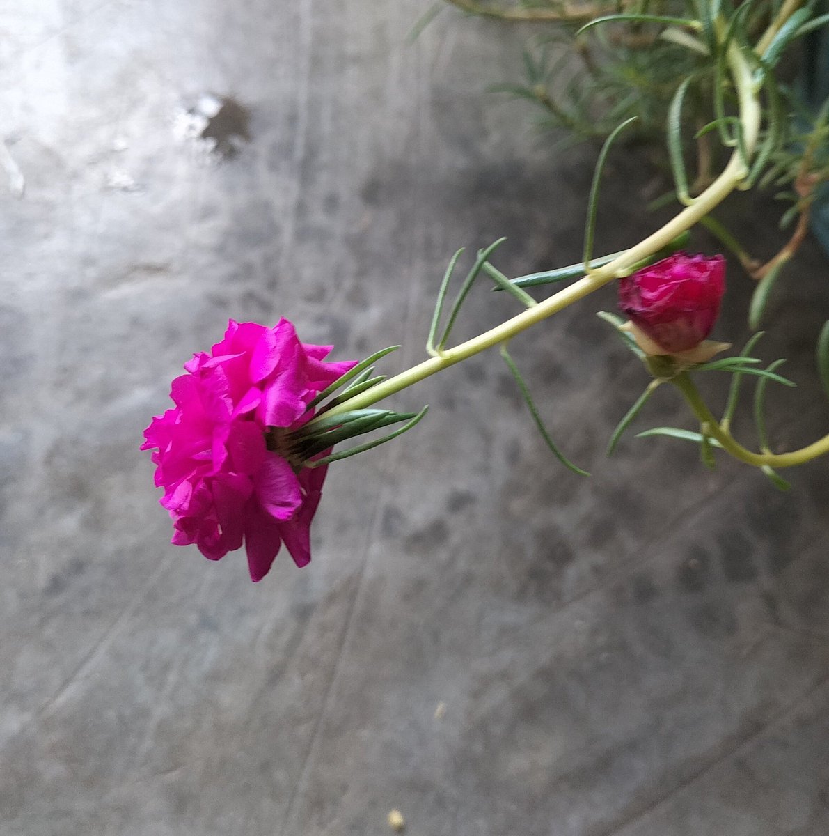 DeepakPanw91993's tweet photo. In a small village, Arya used to water the flowers in the garden every morning. She loved the fragrance of the flowers.
One day, she saw an old man sitting sadly near the garden. Arya plucked a rose and gave it to him. As soon as the old man smelled the flower, he smiled and said, "Daughter, this flower has taken away my sadness."
Arya realized that the fragrance of flowers does not merely spread through the air; it reaches a person's heart and fills it with happiness. 🌺

एक छोटे से गाँव में आर्या रोज़ सुबह बगीचे में फूलों को पानी देती थी! उसे फूलों की खुशबू बहुत पसंद थी!
एक दिन उसने देखा कि एक बूढ़ा आदमी बगीचे के पास उदास बैठा है! आर्या ने एक गुलाब तोड़कर उसे दे दिया! बूढ़े आदमी ने फूल को सूंघते ही मुस्कुराकर कहा, “बेटी, इस फूल ने मेरी उदासी चुरा ली!”
आर्या समझ गई कि फूलों की खुशबू सिर्फ हवा में नहीं फैलती, वह इंसान के दिल तक पहुँचकर उसमें खुशियाँ भी भर देती है