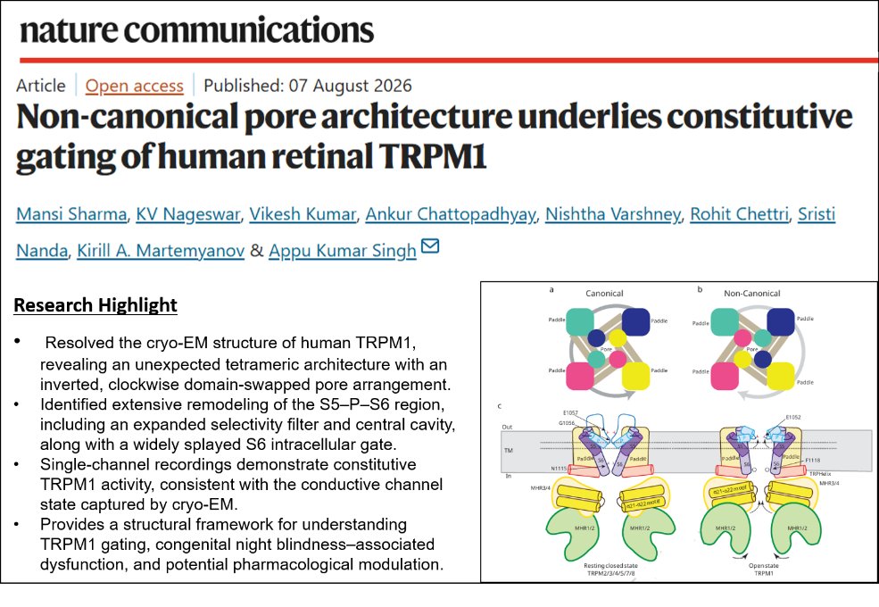 BSBEIITK1's tweet photo. Congratulations to @AppuKSingh_IITK and his team on their recent publication in Nature Communications.
🔗 Read the paper: https://t.co/QrGFAbuTFw
🔬 Know more about the research group: https://t.co/ksAmpxVTS7
#IonChannels #CryoEM #StructuralBiology #IITKanpur #ANRF #MFCEM https://t.co/WXBUhDTuNn