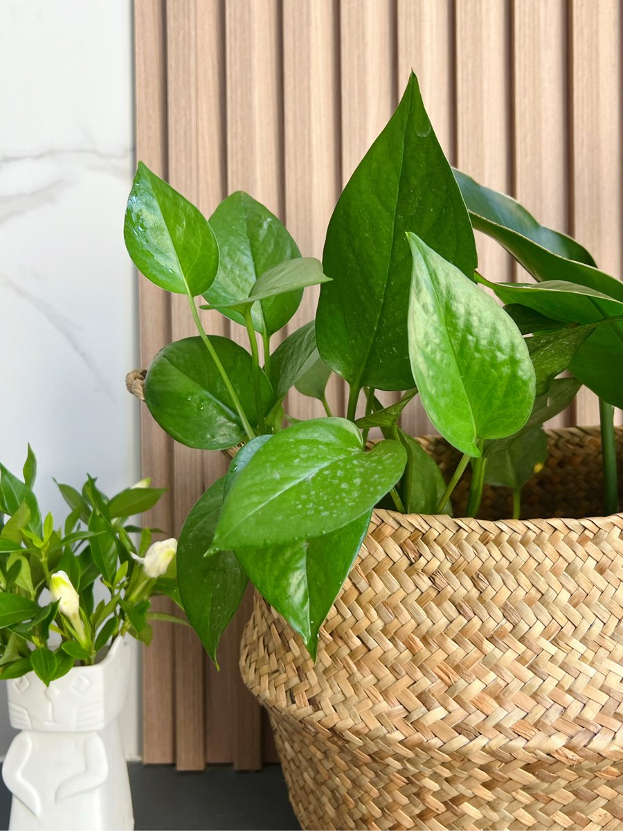 miikoook's tweet photo. Pro tip for your pothos! Rotate it weekly for even sunlight growth u0026 wipe leaves gently to remove dust  That’s all it needs to thrive!， https://t.co/yUE0vvk90C