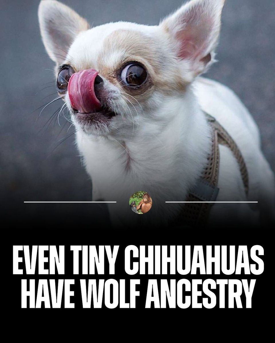 AMAZlNGNATURE's tweet photo. It’s pretty funny that one of the smallest dogs on Earth still carries a detectable trace of wolf ancestry

Looking at a Chihuahua, wolf is probably the last thing that comes to mind, but researchers found about 0.2% wolf ancestry in its genome https://t.co/TWqRTRL7lh