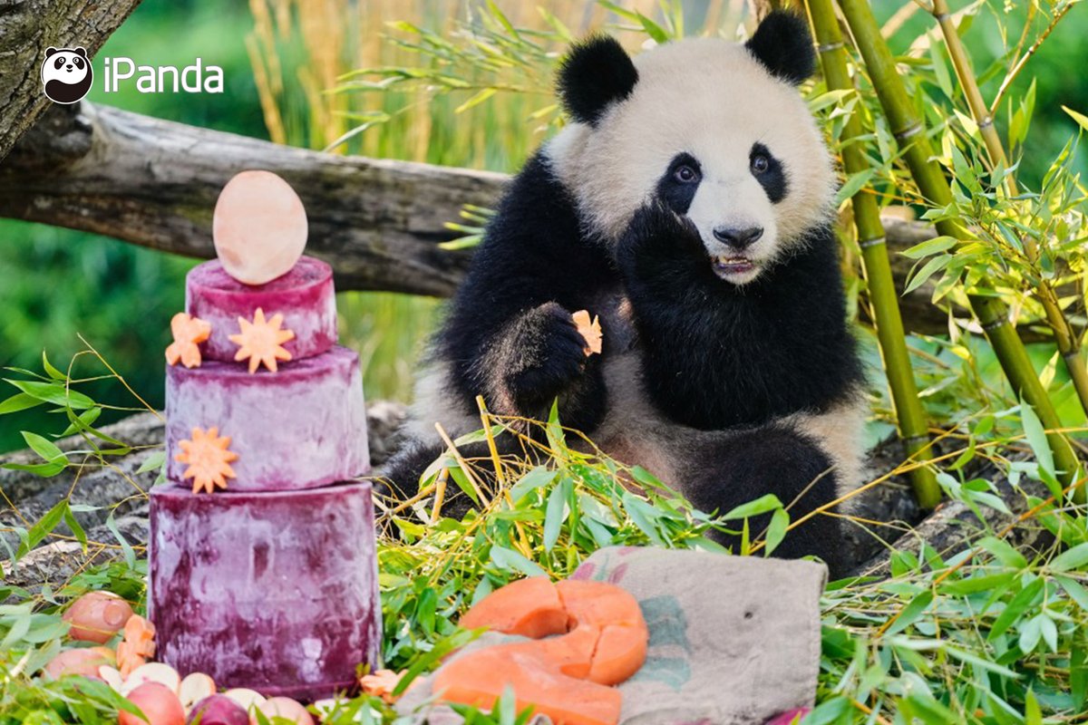 ipandacom's tweet photo. A delightful milestone was reached as giant panda twins Lotti and Leni turned two in Berlin. We wish these charming cubs a future filled with carefree days, abundant treats. 

(Photo credit: https://t.co/ekWzBik7XZ)   

#PandaPic #PandaFun #FriendshipMessenger #PandaNews https://t.co/D9d95X7yol