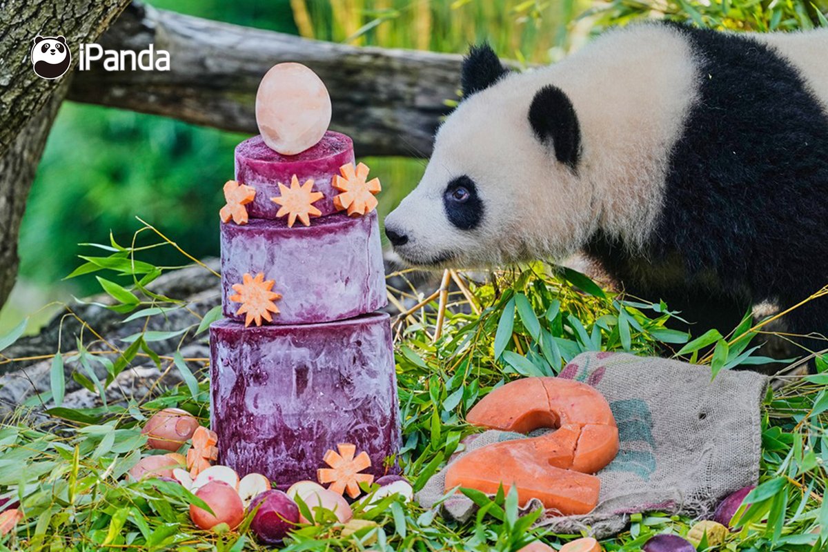 ipandacom's tweet photo. A delightful milestone was reached as giant panda twins Lotti and Leni turned two in Berlin. We wish these charming cubs a future filled with carefree days, abundant treats. 

(Photo credit: https://t.co/ekWzBik7XZ)   

#PandaPic #PandaFun #FriendshipMessenger #PandaNews https://t.co/D9d95X7yol