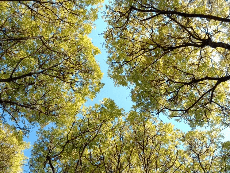 Suzilaw00047349's tweet photo. Just discovered a hidden gem indie track—soft guitar riffs + warm vocals = the perfect mood boost for my afternoon walk. https://t.co/jJTqGMc2gC