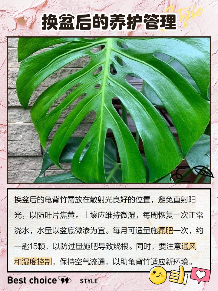 ReaganWebslp's tweet photo. Tu monstera tiene hojas amarillas Reduce el riego y colócala en luz indirecta. Fácil! ， https://t.co/9e8VtHteaD