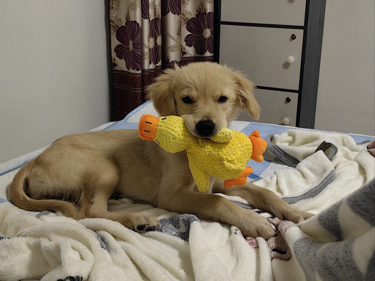 greylover222's tweet photo. [My little pup just hit 6 months old! Woke up to her bringing me her favorite toy—growing up way too fast but still my tiny baby ]， https://t.co/zTM2K9bShi
