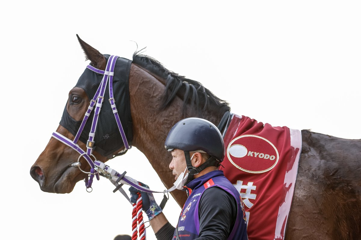 netkeiba's tweet photo. ファントムシーフの引退に寄せて。

2023年共同通信杯(G3)
勝利時の姿をお届けいたします。

(撮影：下野雄規) https://t.co/5httUO7Gkl