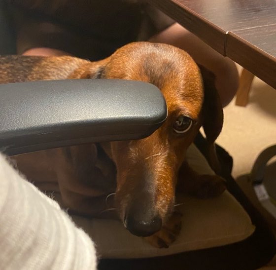 long_short_dog's tweet photo. いつも自分が「かわいい」と言われているので
家族が他のものに対して「かわいい」と発しているのを聞くと穴が空くくらい見つめてくる
嫉妬深犬(しっとぶかいぬ) https://t.co/9vushNcv6j