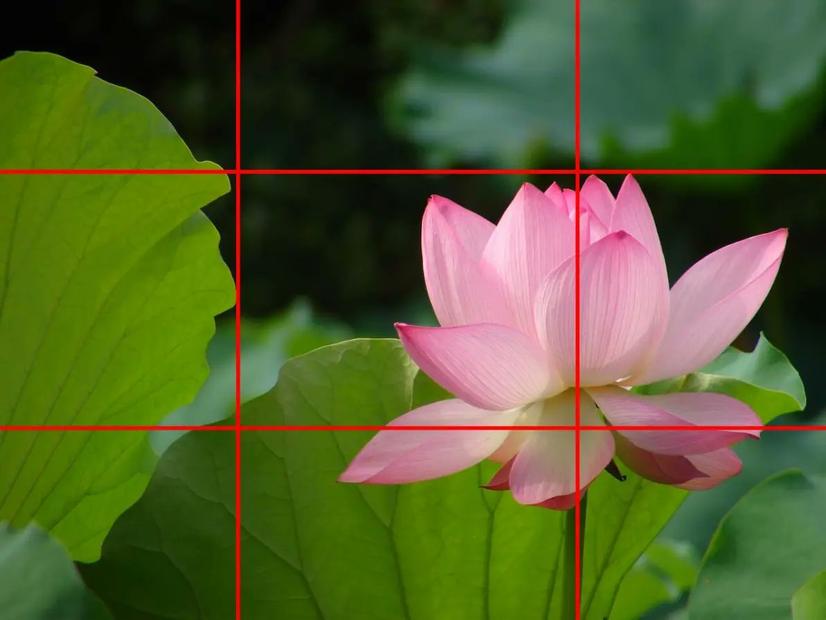 evan__K__miller's tweet photo. New to photography Master the rule of thirds first! Place your subject off-center for more balanced, eye-catching shots. #PhotographyTips #BeginnerPhotographer， https://t.co/graIpQfPmG
