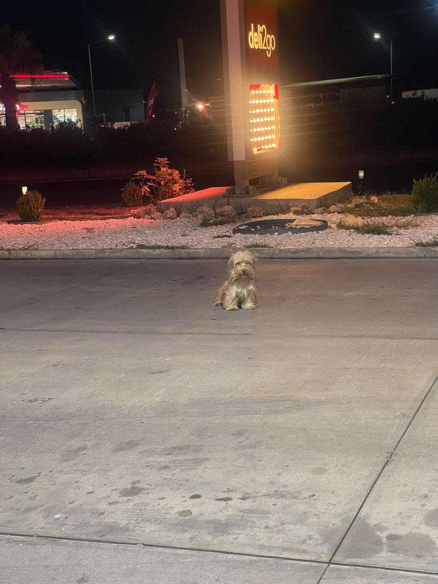 patiarkadas's tweet photo. Aydın’da bir benzin istasyonuna iki gün önce sahibi tarafından terk edilmiş bu Köpek çok ürkek ￼ve insanlara hiç yaklaşmıyor. Benzin istasyonu tarafından, bırakan hanımefendinin plakası polise bildirilmiş ancak süreç nasıl ilerler bilemiyorum. 

İnstagram @ayseeunalann https://t.co/7Mo1Ssb2k1