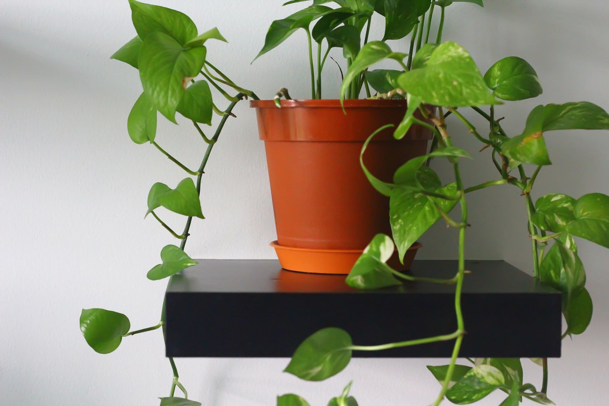 anissss96's tweet photo. Pro tip for your pothos: Keep its leaves clean by wiping them with a damp cloth monthly – it helps absorption! https://t.co/jNJbsxtrMN