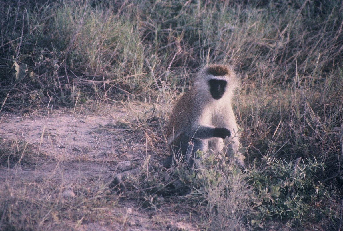 jameszaworski's tweet photo. #Kenya, 1981.  #giraffe, #topi, ##cheetah, #monkey https://t.co/4dq9NQpY04