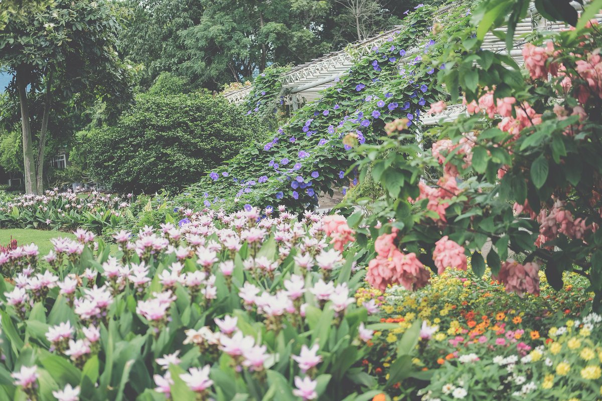 RubyAdrianpeca's tweet photo. El sol primaveral ilumina el parque! Flores coloridas y brisa suave hacen que este día sea perfecto para caminar. https://t.co/GVJ6CcgwgW