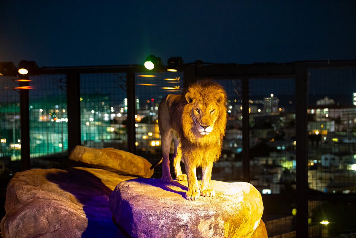 ski_dalemo's tweet photo. 「沖縄こどもの国」🚗
約150種類の動物を飼育・展示しており、沖縄こどもの国が在る琉球弧（琉球列島）の野生動物や在来家畜をはじめとして、日本や世界の野生動物に出会うことができます。毎週土日祝はNIGHT ZOO 夜9時まで開園です✨ https://t.co/01pX7705Wo