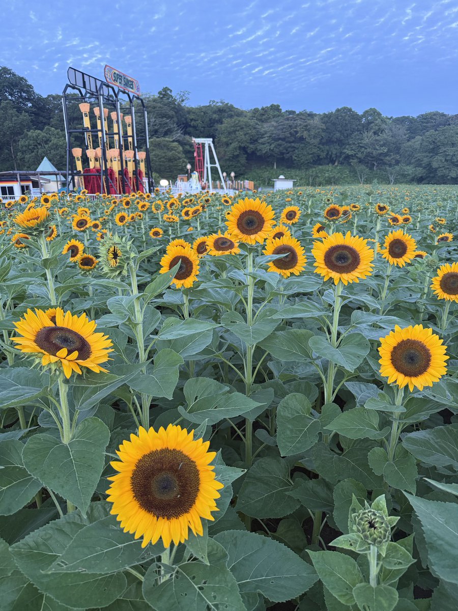 t_doitsu's tweet photo. 東京ドイツ村のひまわりが、続々と開花しています！🌻✨

今年は開花が少し遅れていたので心配していましたが
無事に大きく育ってくれて嬉しいです😭

今週末は、東京ドイツ村の4万本のひまわりに会いに来ませんか？✨
皆様のご来園をお待ちしております！🌻

#東京ドイツ村　#ひまわり https://t.co/08sAg61VOz