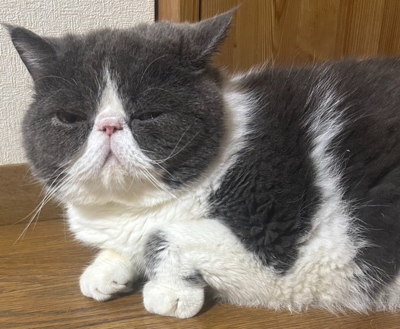 bonbonn_0331's tweet photo. #エキゾチックショートヘア https://t.co/Vovleuw5aI