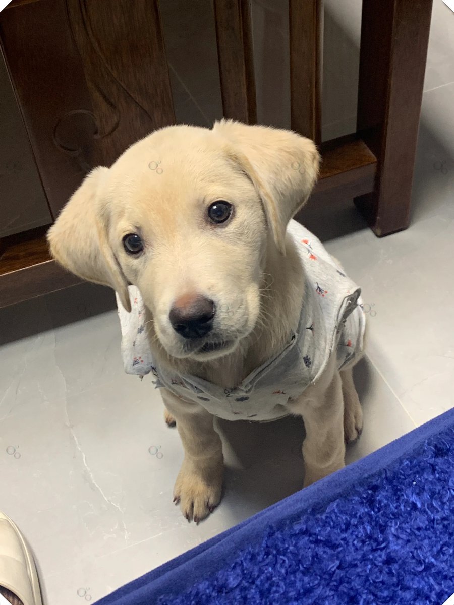 HumeshPatnaik's tweet photo. My tiny fur baby just mastered sitting on command today—watching them grow from a wobbly ball of fluff to a little learner is the best part of being a pet parent. https://t.co/h8IigEa88O