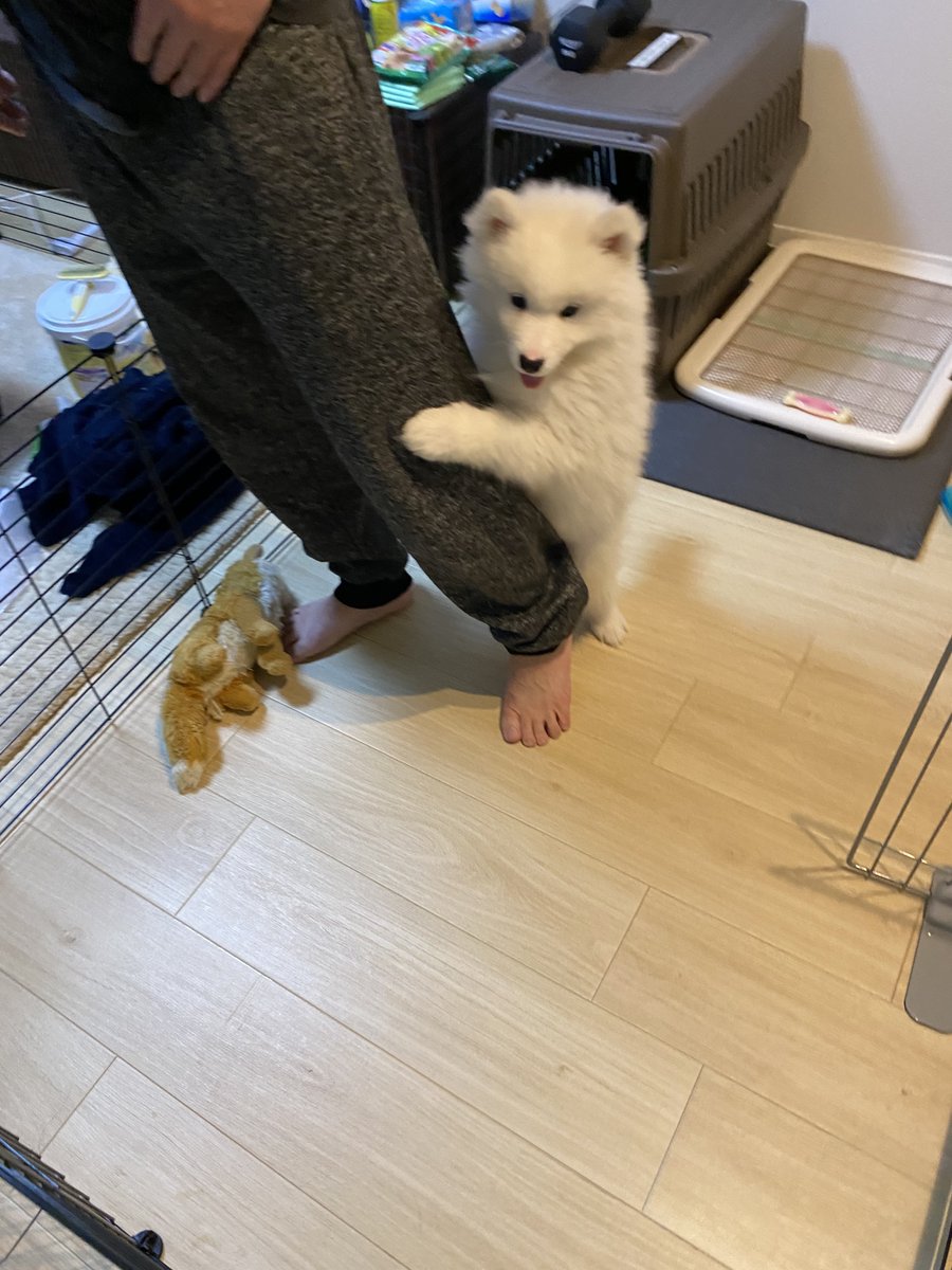 kohaku_Samoyed's tweet photo. イタズラがバレて、パパを盾にするこはく🐻‍❄️ https://t.co/aNG9Lqgckm