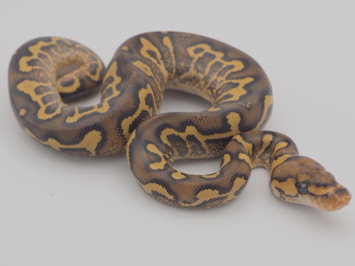 SunStarReptiles's tweet photo. Super Asphalt Clown (♀)
スーパーアスファルト クラウン(♀)
#Ballpython #Reptiles #Breeder #JapanToWorld #Snake #ボールパイソン #爬虫類 #日本から世界へ #ヘビ #SSR #CB2026 @SunStarReptiles https://t.co/XmI9nhV9eJ