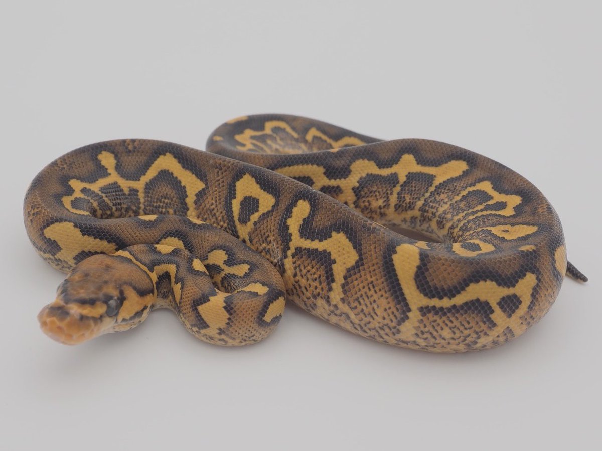 SunStarReptiles's tweet photo. Super Asphalt Clown (♀)
スーパーアスファルト クラウン(♀)
#Ballpython #Reptiles #Breeder #JapanToWorld #Snake #ボールパイソン #爬虫類 #日本から世界へ #ヘビ #SSR #CB2026 @SunStarReptiles https://t.co/XmI9nhV9eJ
