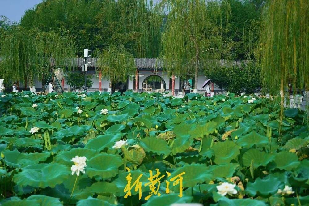 AmyZhan39778687's tweet photo. Early autumn paints Daming Lake in layers of lotus leaves, soft blossoms and swaying willows around Xiaocanglang Pavilion. Here, Jinan’s classic spring-city scenery unfolds like a living landscape painting. https://t.co/DF1RIaAg6j