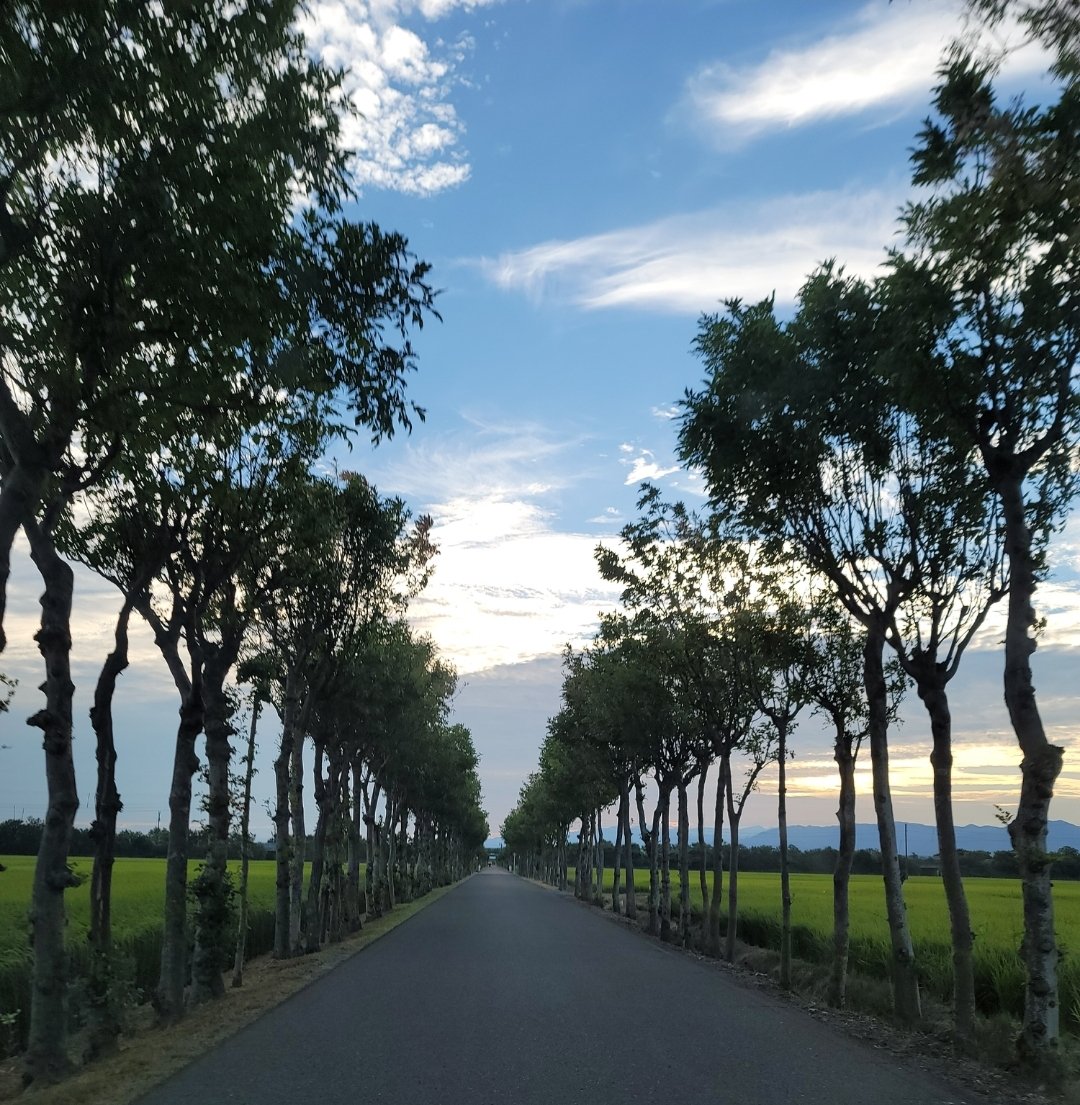 komeougon's tweet photo. 満願寺稲架木並木（まんがんじはさぎなみき）を見させていただきました🙇‍♂️

稲を刈り取った後、木に稲束をかけて天日干しする、昔ながらの農村風景が見られるスポットです🙇‍♂️

🍙が作りたくなりました。まる🙇‍♂️

すいません🙇‍♂️🙇‍♀️🙇🗣 https://t.co/YOQYh1jP7t