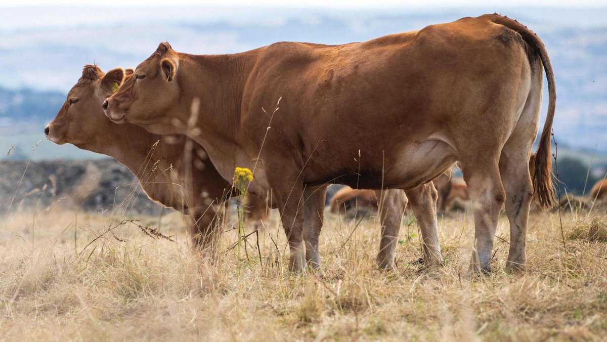 FarmersWeekly's tweet photo. Defra drought package omits hardship payments - Farmers Weekly https://t.co/L8PX09z9vY https://t.co/CBwSoAf9fk