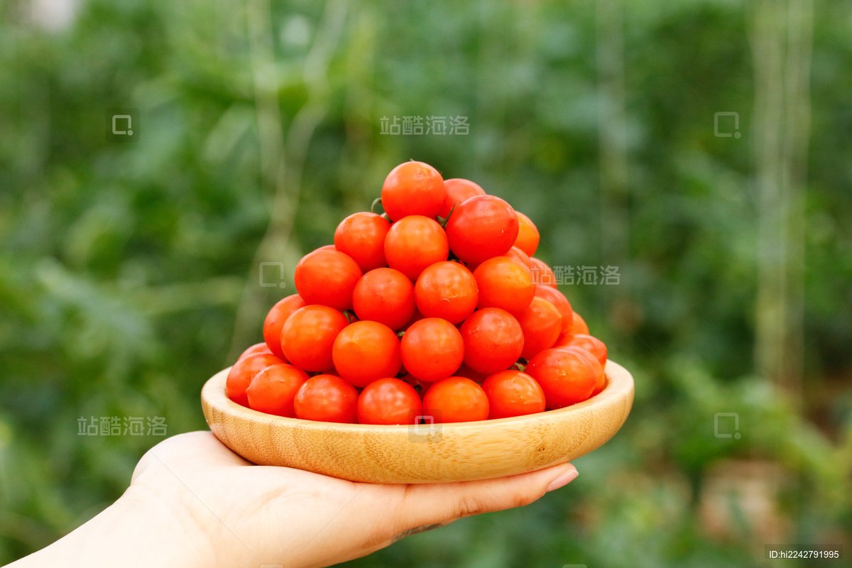 Lmaksf1's tweet photo. Just tried the new organic cherry tomatoes—super juicy, sweet with a tiny tang, no weird aftertaste, perfect for salads! ， https://t.co/sczEnyL5rd