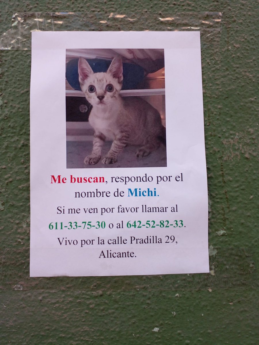 AcofalX's tweet photo. URGENTE MICHI HA DESAPARECIDO EN ALICANTE https://t.co/h10sEHeRRa