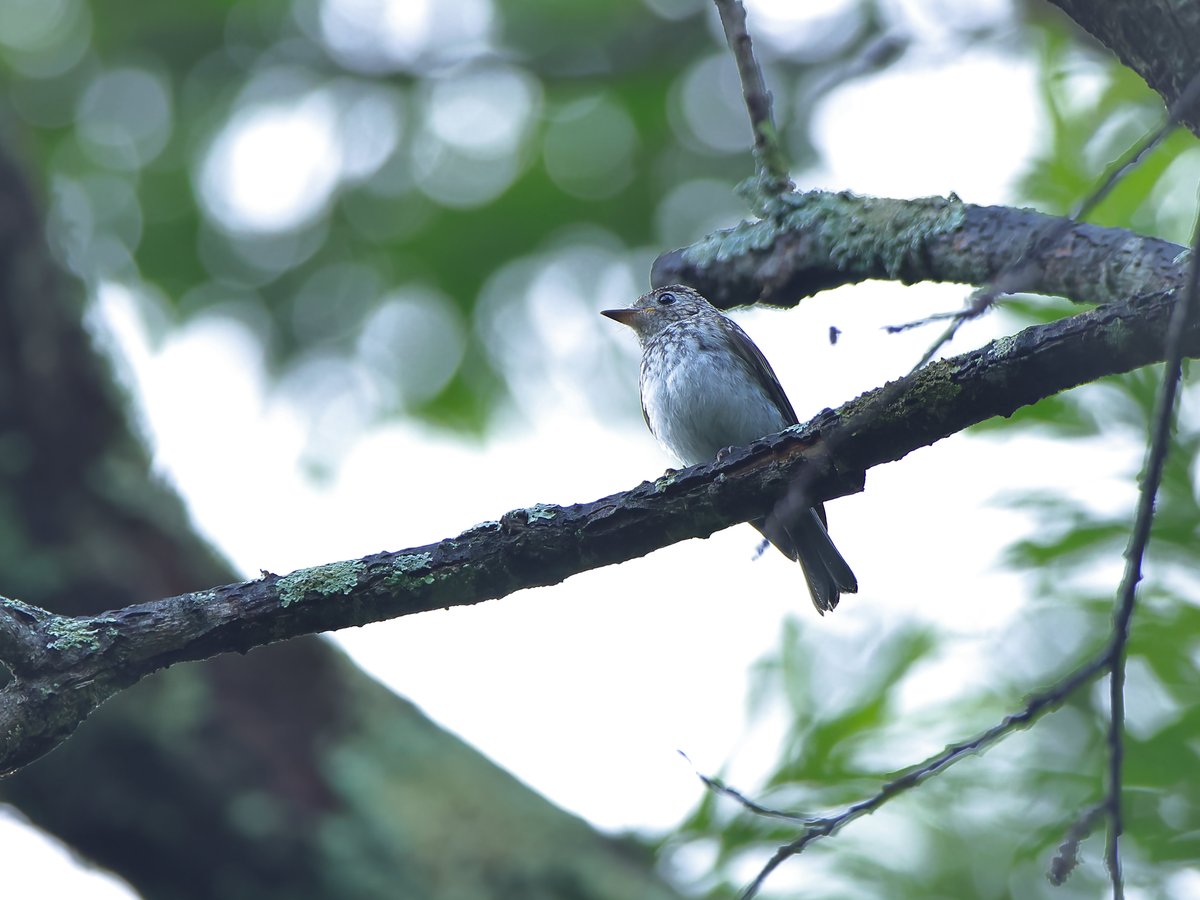 hangle_angle's tweet photo. コサメビタキの幼鳥さん
格段に可愛い🩷ですね〜
#EOSR7 #SIGMAAPO500mmF45EXHSM #野鳥 #野鳥観察 #野鳥写真 #野鳥撮影 #コサメビタキ #幼鳥 #奥日光 #湯元温泉 https://t.co/P0Gx2Acwr8