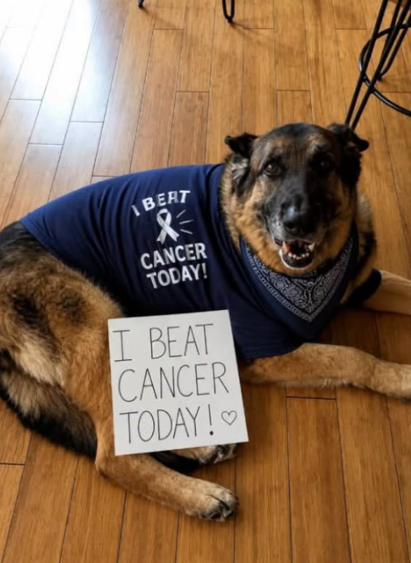 BestinDogs's tweet photo. Send him one😍🥰 https://t.co/2dBEwSH5ia