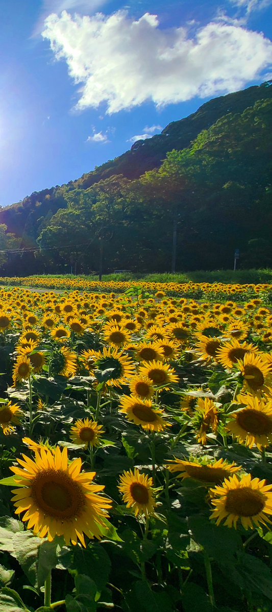 moritaka_farm's tweet photo. 🌻🌞 https://t.co/dMK3M3H23l