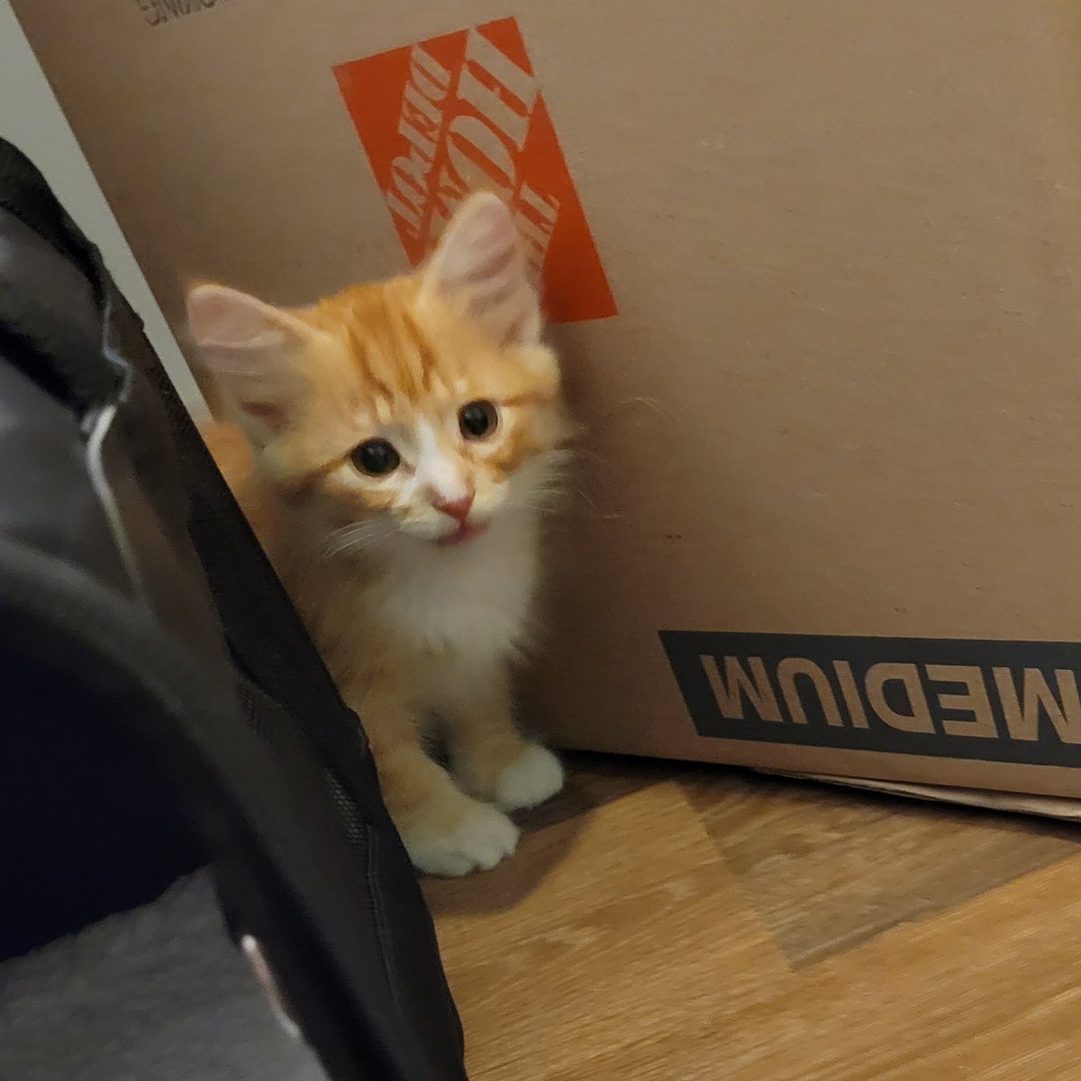 TriCopper's tweet photo. Happy adoption anniversary to Copper! 4 years since! (August 20) https://t.co/xYRDKivEJF