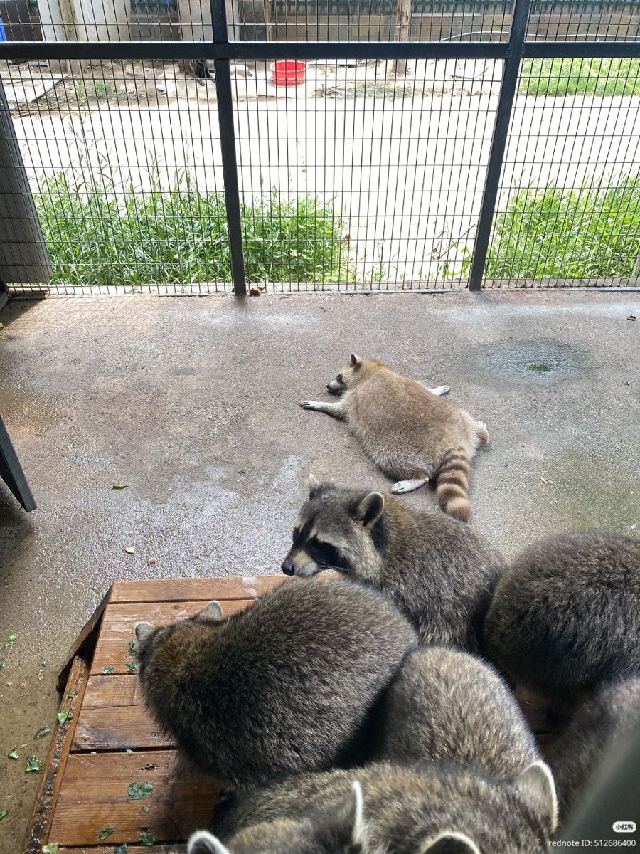raccoonAuras's tweet photo. https://t.co/SmLYBdhgo4