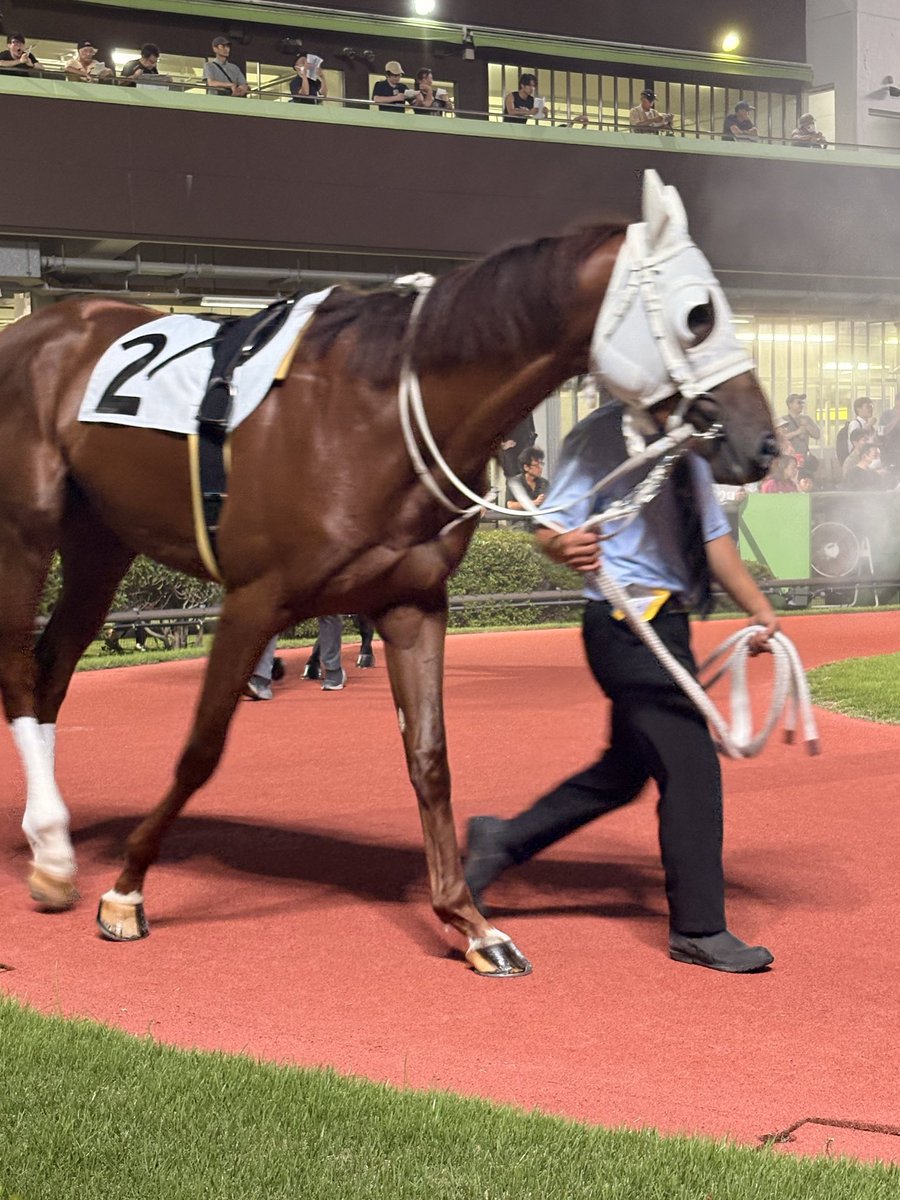 hidetomokuma's tweet photo. #川崎競馬
やっぱり競馬は現地観戦が良い😆
川崎競馬のパドック近すぎて迫力ヤバい😳一度はおいでよ川崎競馬場 https://t.co/FGuIcM2hv2