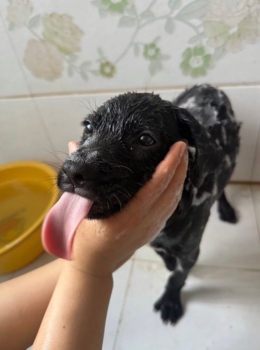 everythingdogss's tweet photo. https://t.co/MBv0yjv96v